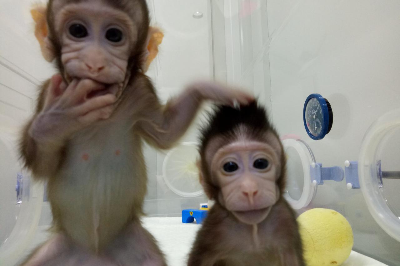 Klonirani majmuni
