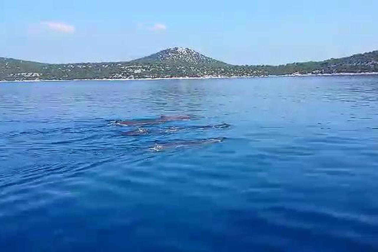 ulješure,kit zuban