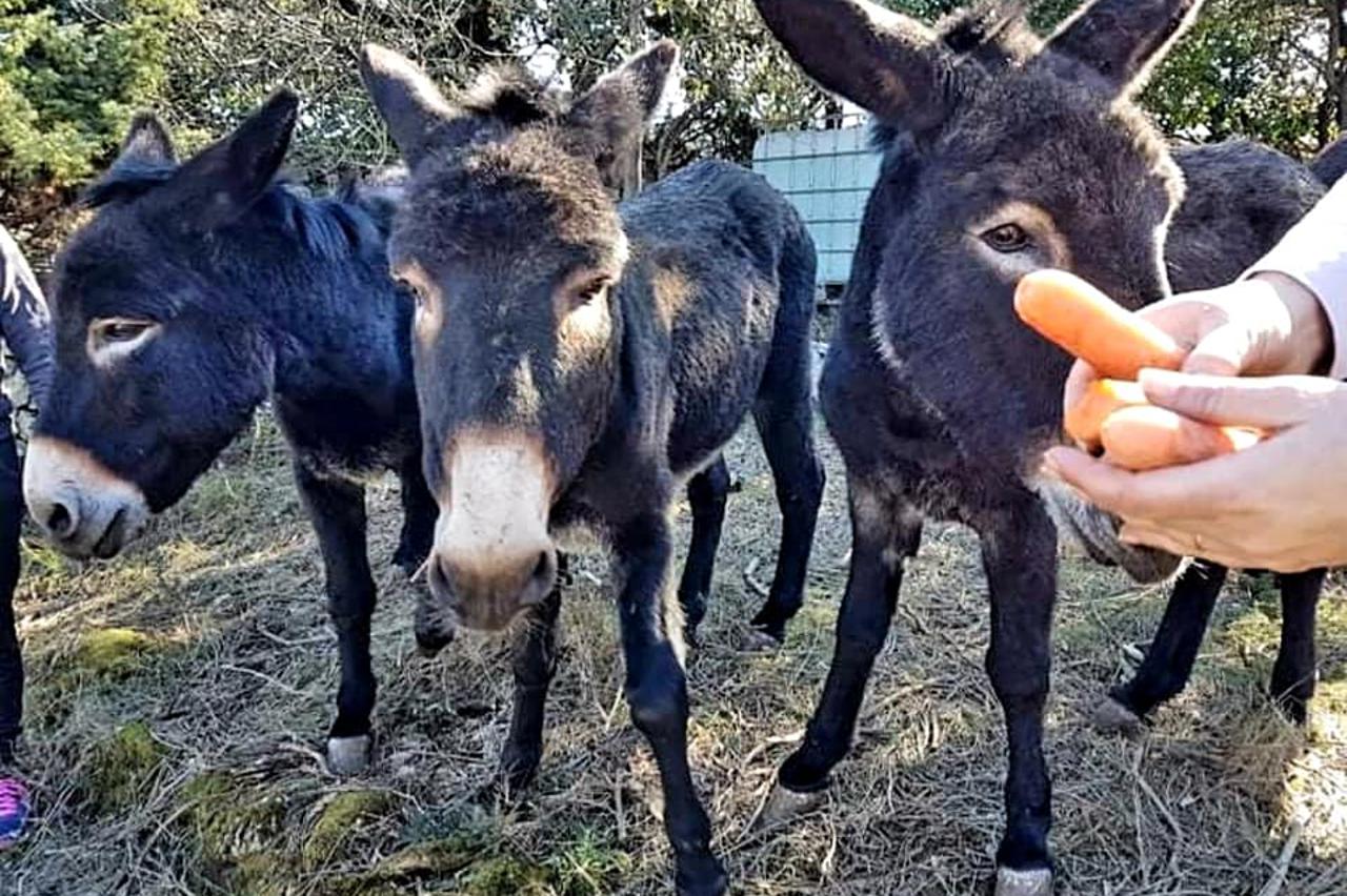 Lokrumske maskote Royal, Max, Ćiro i Lazar spašeni