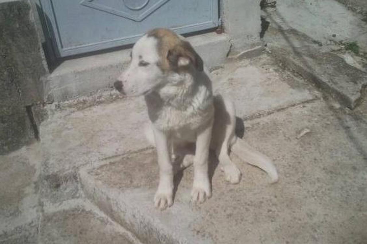 Bertu je čekao bolji život