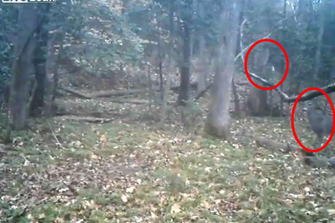 Jelene u šumi preplašila mačka