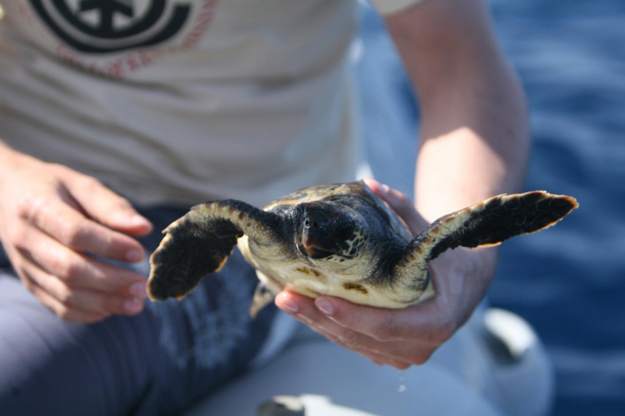 kornjače, plavi svijet (1)