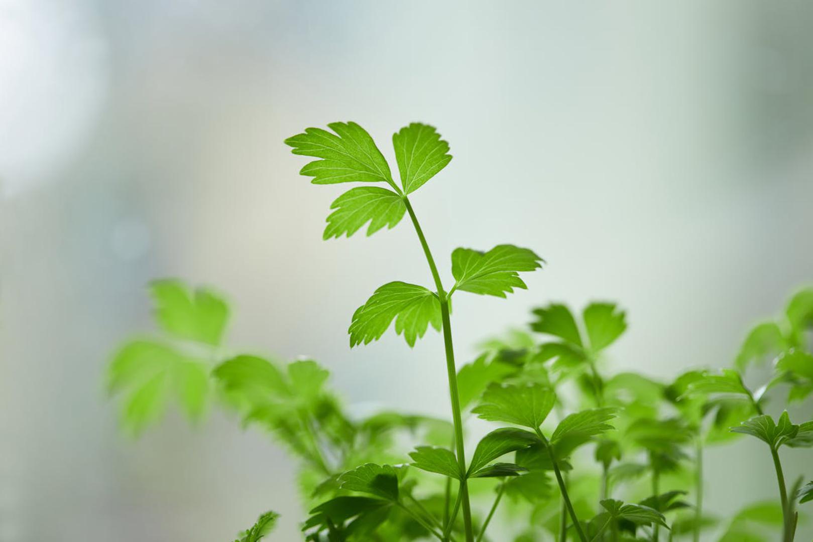 Peršin: Peršin je vrlo zahvalan za uzgoj i može uspijevati čak i na balkonima koji nemaju sunca cijeli dan. Klija nešto sporije pa s njim treba imati malo strpljenja, no kasnije daje obilje svježih listova. Odličan je dodatak juhama, varivima, umacima i salatama, a mnogi ga vole imati pri ruci gotovo svakodnevno.