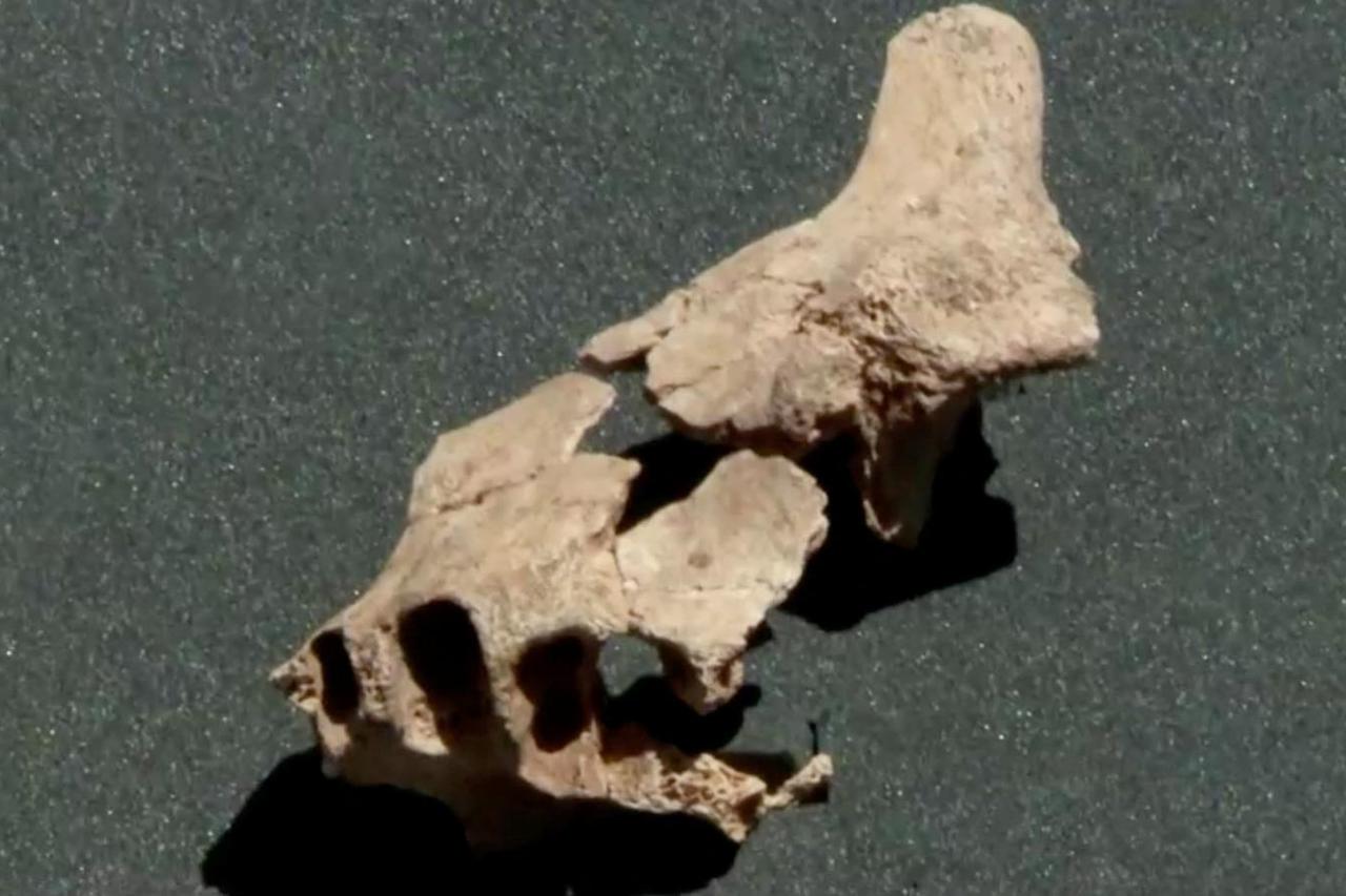 A fossil of an ancient jaw bone is seen in Burgos