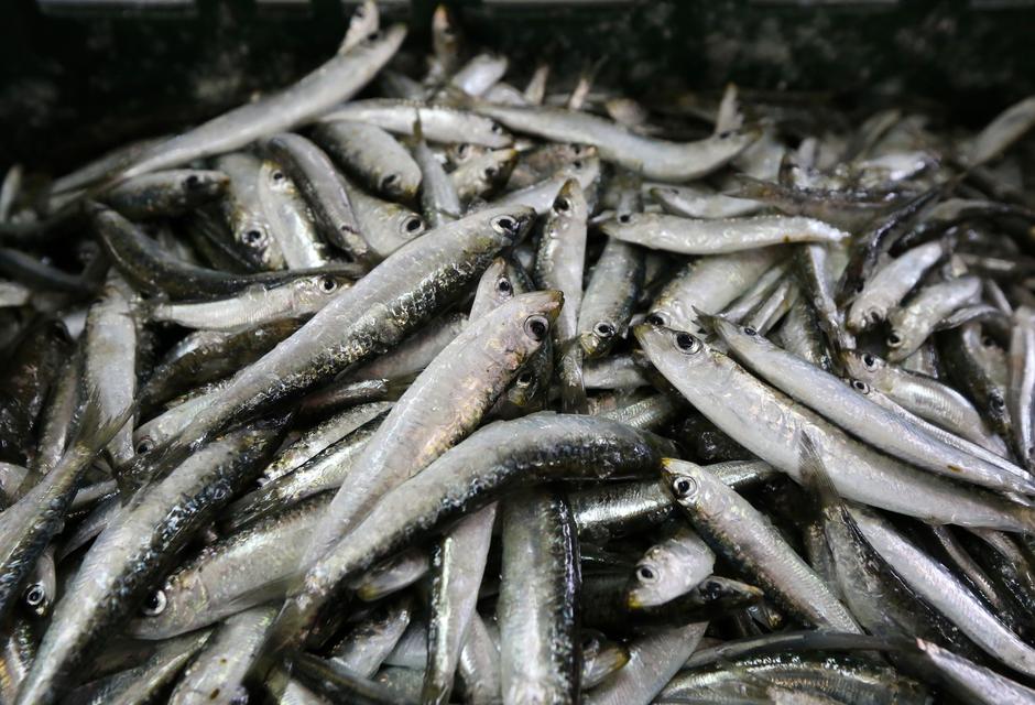 29.01.2016., Sibenik - Raznovrsna ponuda ribe u gradskoj ribarnici. Srdele.  Photo: Dusko Jaramaz/PIXSELL