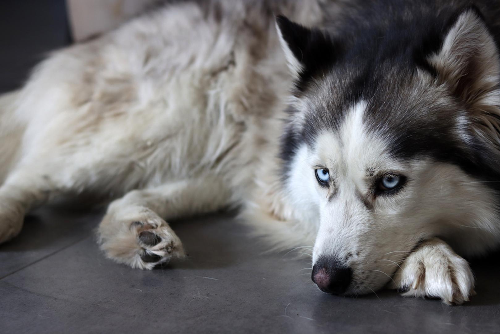 Aljaški malamut: Aljaški malamuti su impresivni radni psi stvoreni za napor i kretanje, pa im kućni ritam često nije dovoljan. Trebaju intenzivnu fizičku aktivnost i izazove, a bez toga se javljaju frustracija i neposluh. Njihova tvrdoglavost i snažan lovački nagon dodatno otežavaju suživot ako vlasnik nije spreman na ozbiljan angažman.