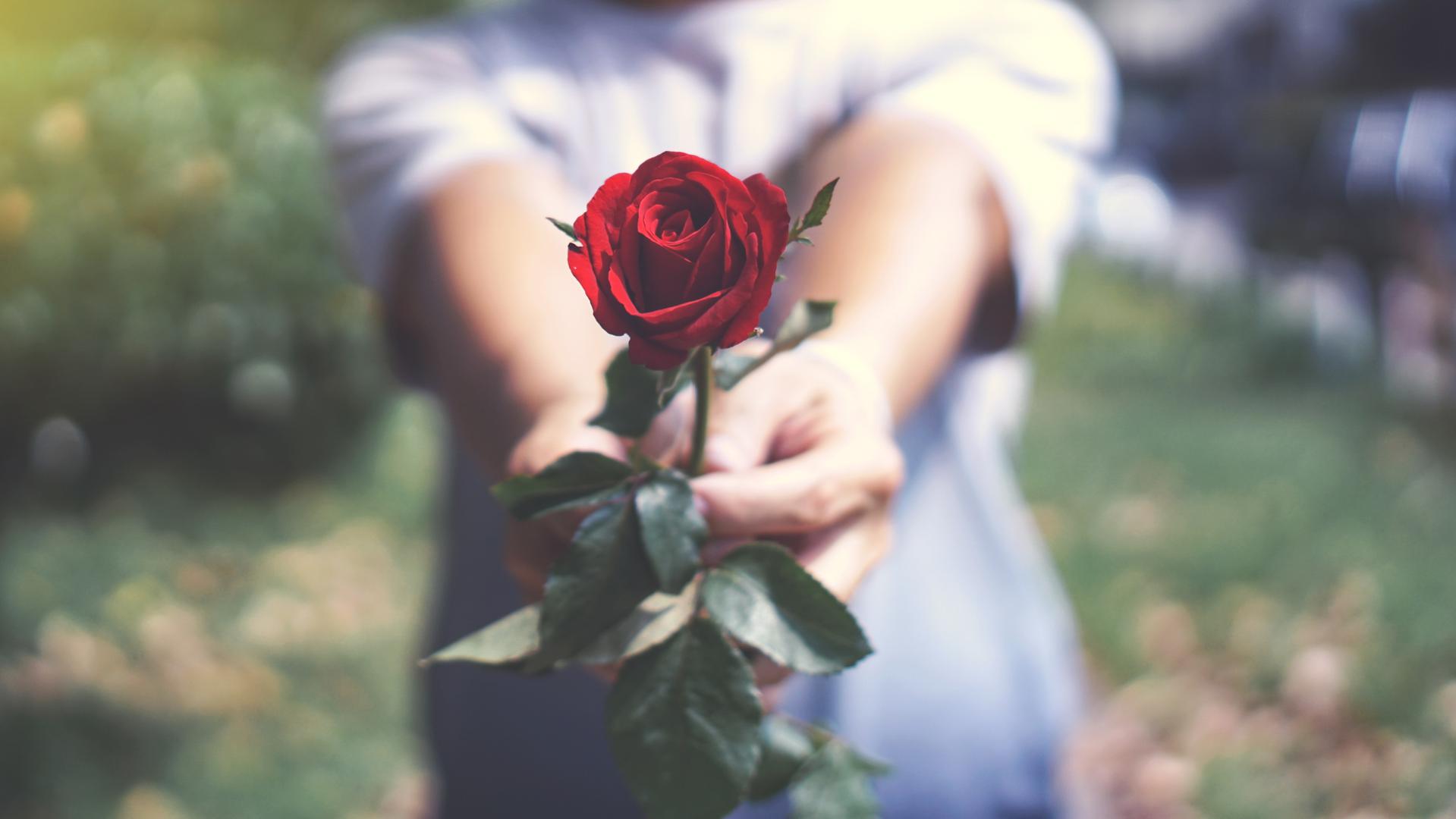 2. Diljem svijeta, 50 milijuna ruža daruje se svako Valentinovo svake godine. Ona je simbol Valentinova jer je to Venusov najdraži cvijet.