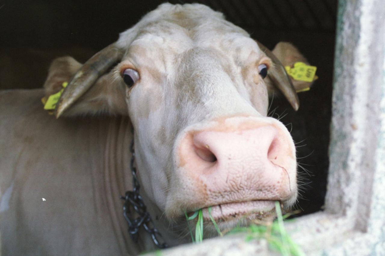 'vrt.....v. grdjevac-07.08.2001. goveda snimio ante jelavic'