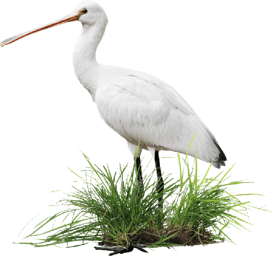 Park prirode Lonjsko polje