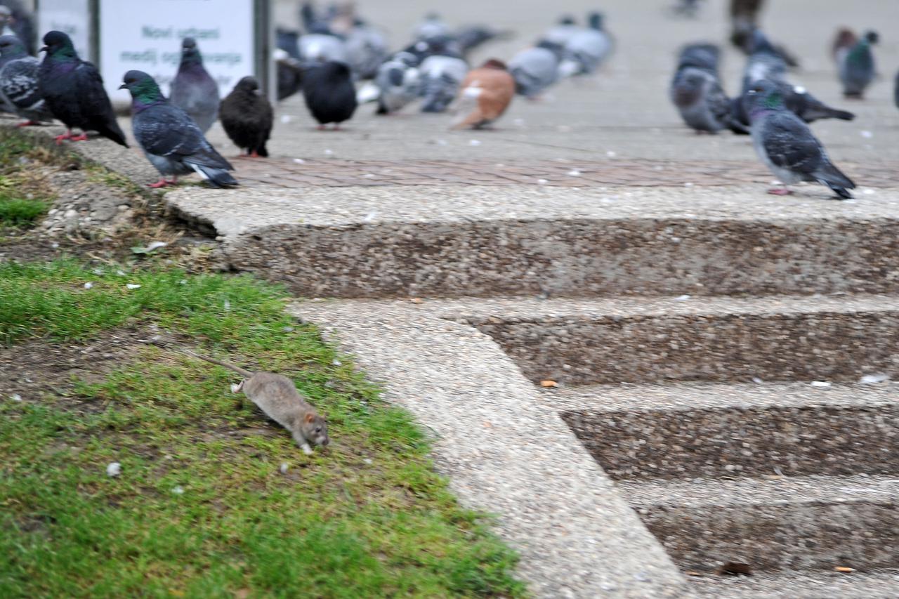 Zagreb: U grmlju na Trgu kralja Tomislava obitava veliki broj štakora