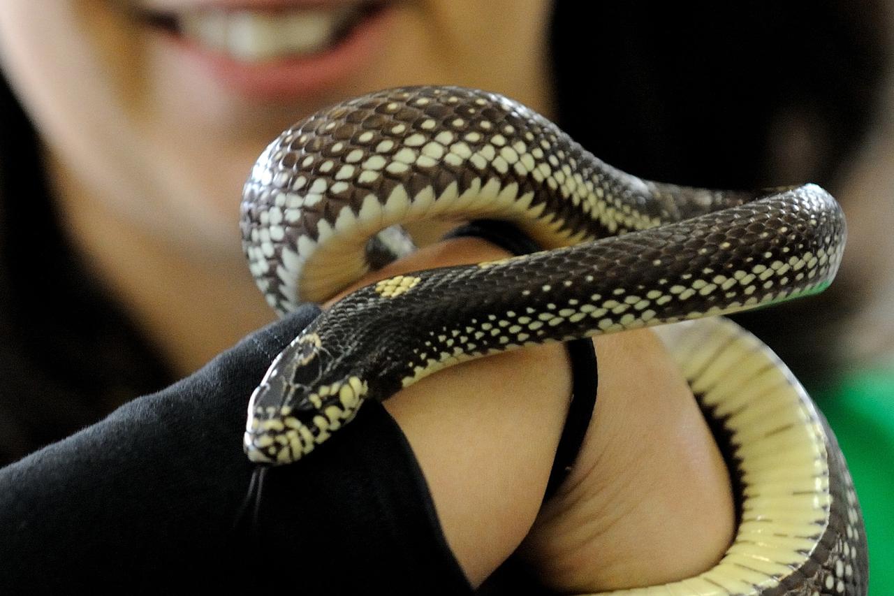 Egzotične životinje