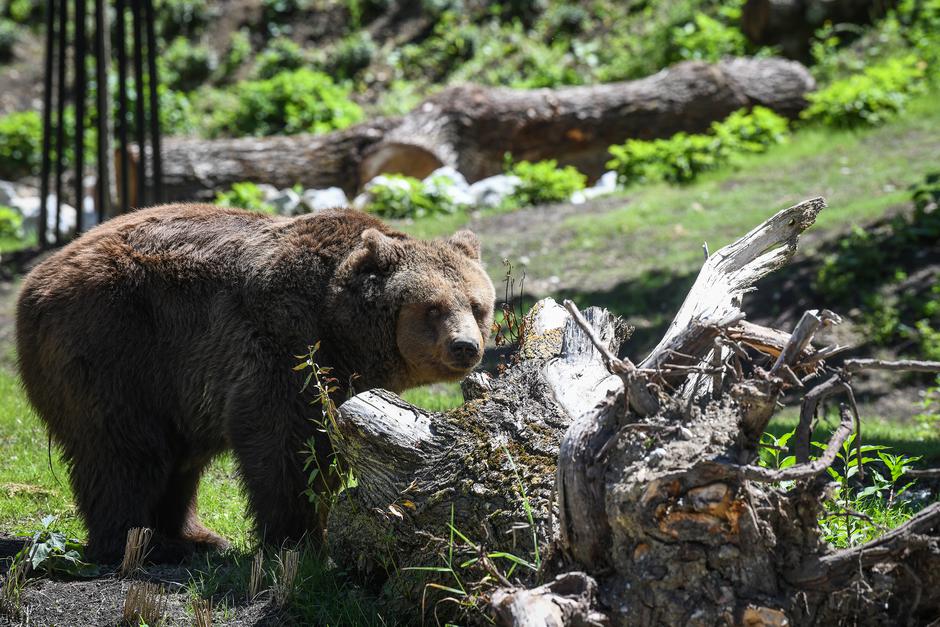 U Zoološkom vrtu Grada Zagreba otvoreni objekti izgrađeni u sklopu projekta "Gradski prozori u prirodu"