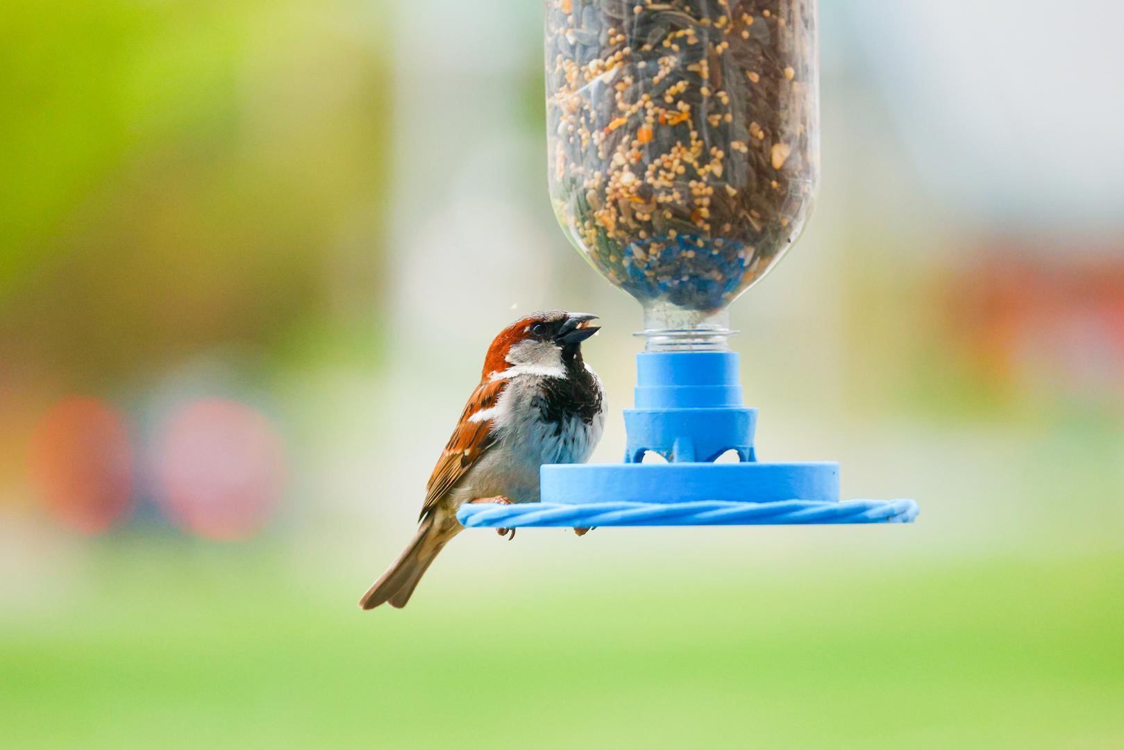 Hranite ptice: S obzirom na manjak bobica i insekata, vrtne ptice trebaju svu moguću pomoć. Objesite hranilice sa sjemenkama, kuglice masti ili kaveze s kikirikijem i osigurajte redovitu opskrbu čistom vodom.