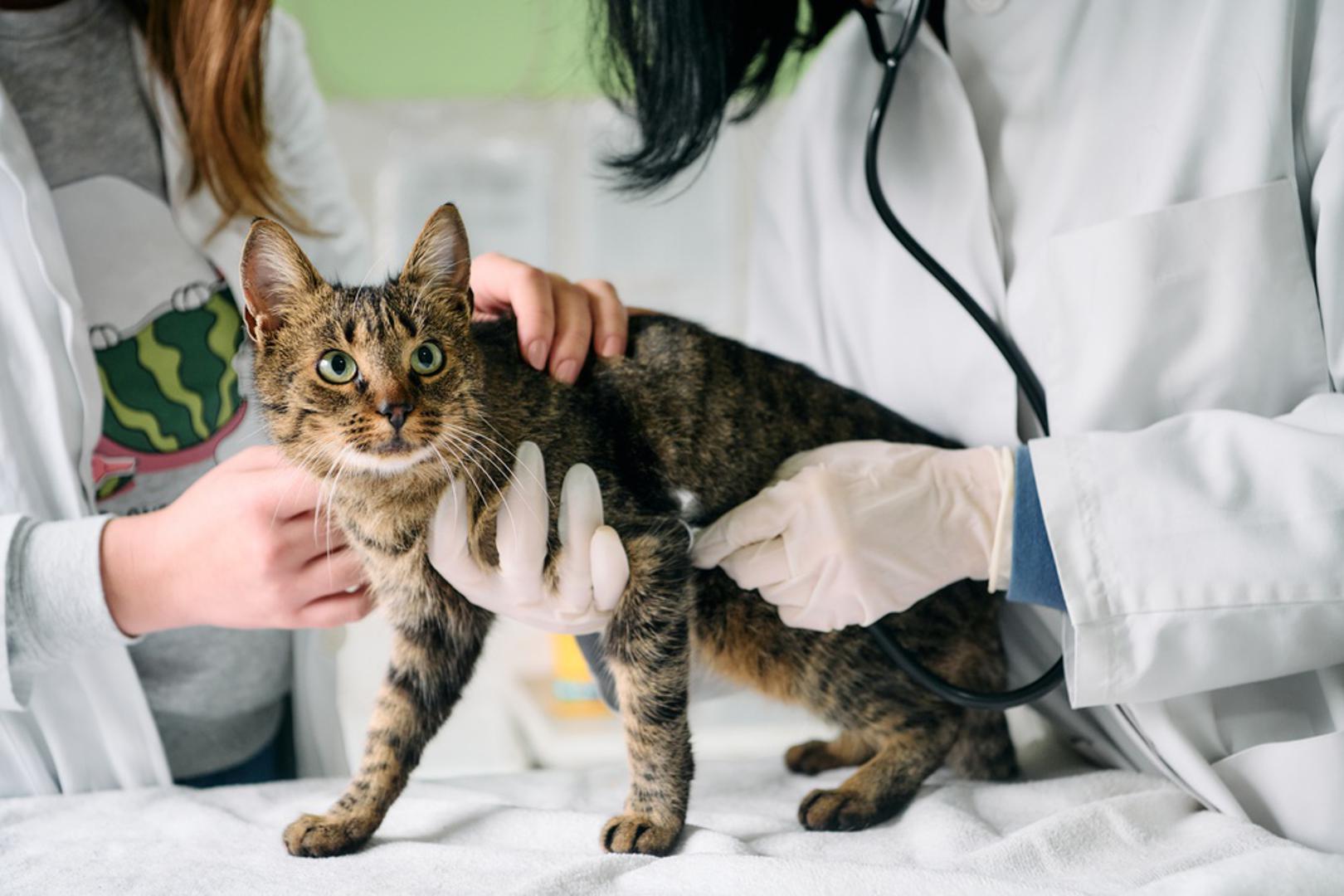 Vlasnici mogu pokušati potaknuti mačku na takvo ponašanje, ali sve ovisi o uzroku. Ako je riječ o bolesti, potrebno je riješiti zdravstveni problem, a kod stresa pomoći mogu umirujući dodaci, više igre i miran prostor za opuštanje. Ako smeta pijesak ili kutija, vrijedi isprobati drugu vrstu pijeska, veću posudu ili novu lokaciju.