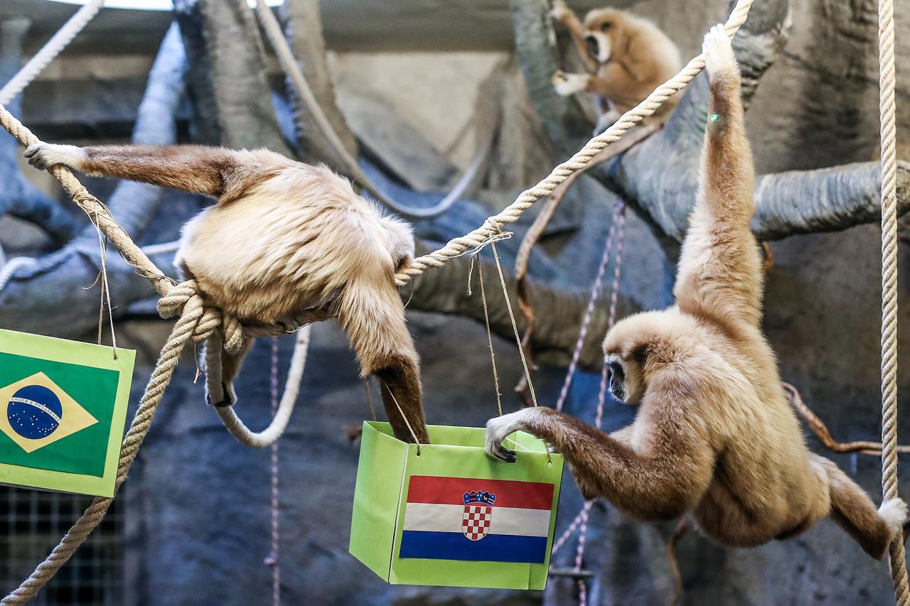 Zagreb: Gibon Kent odabrao Hrvatsku kao pobjednika u utakmici s Brazilom