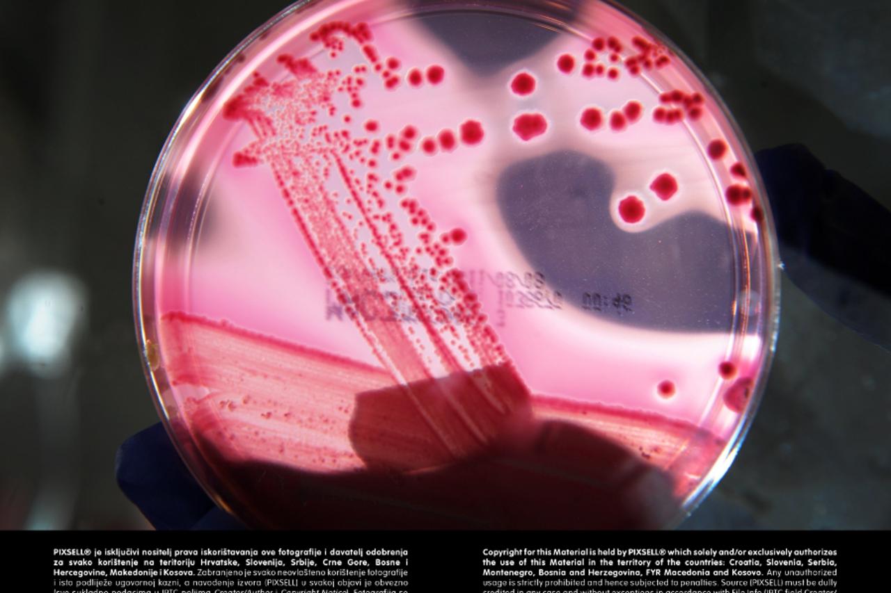 bakterija portal (1)