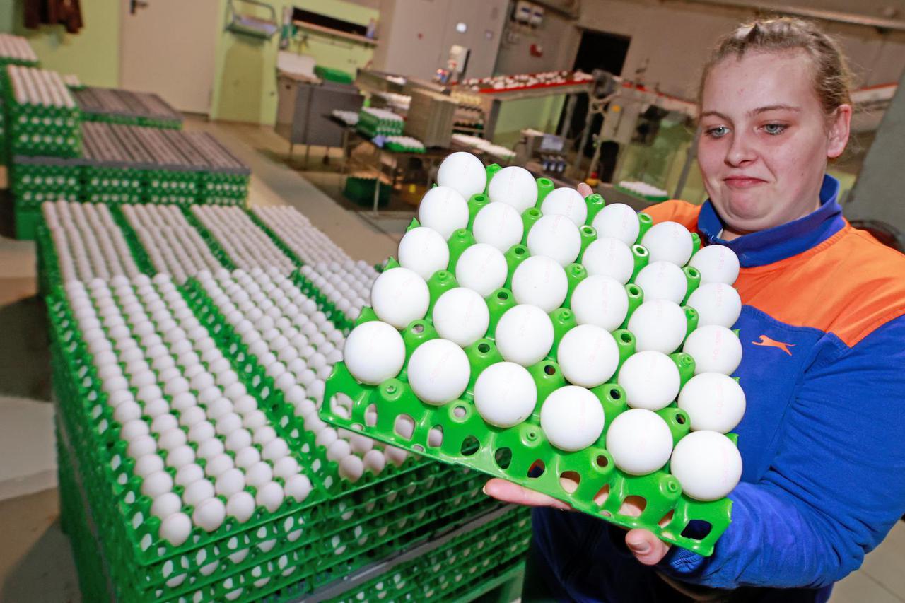 Egg farm in Cattenstedt prepares for Easter