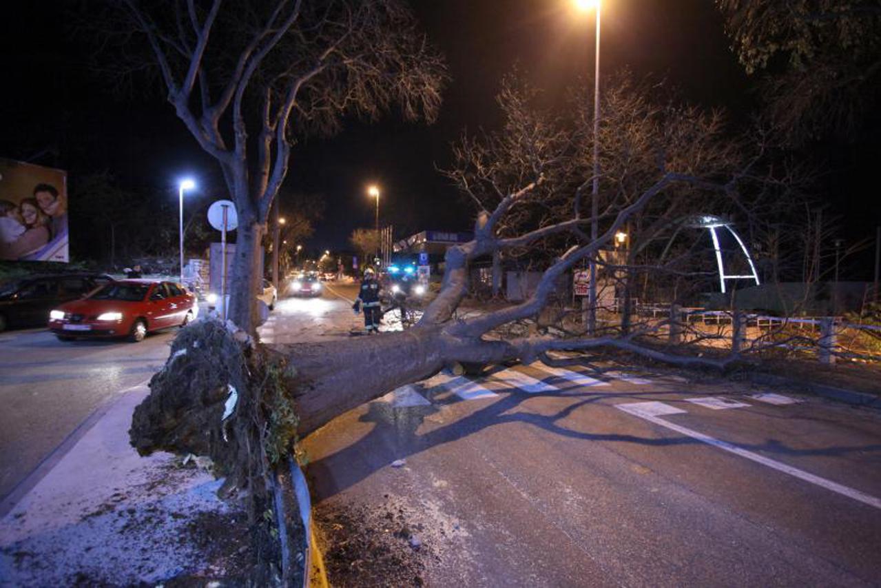 stablo, rijeka (1)