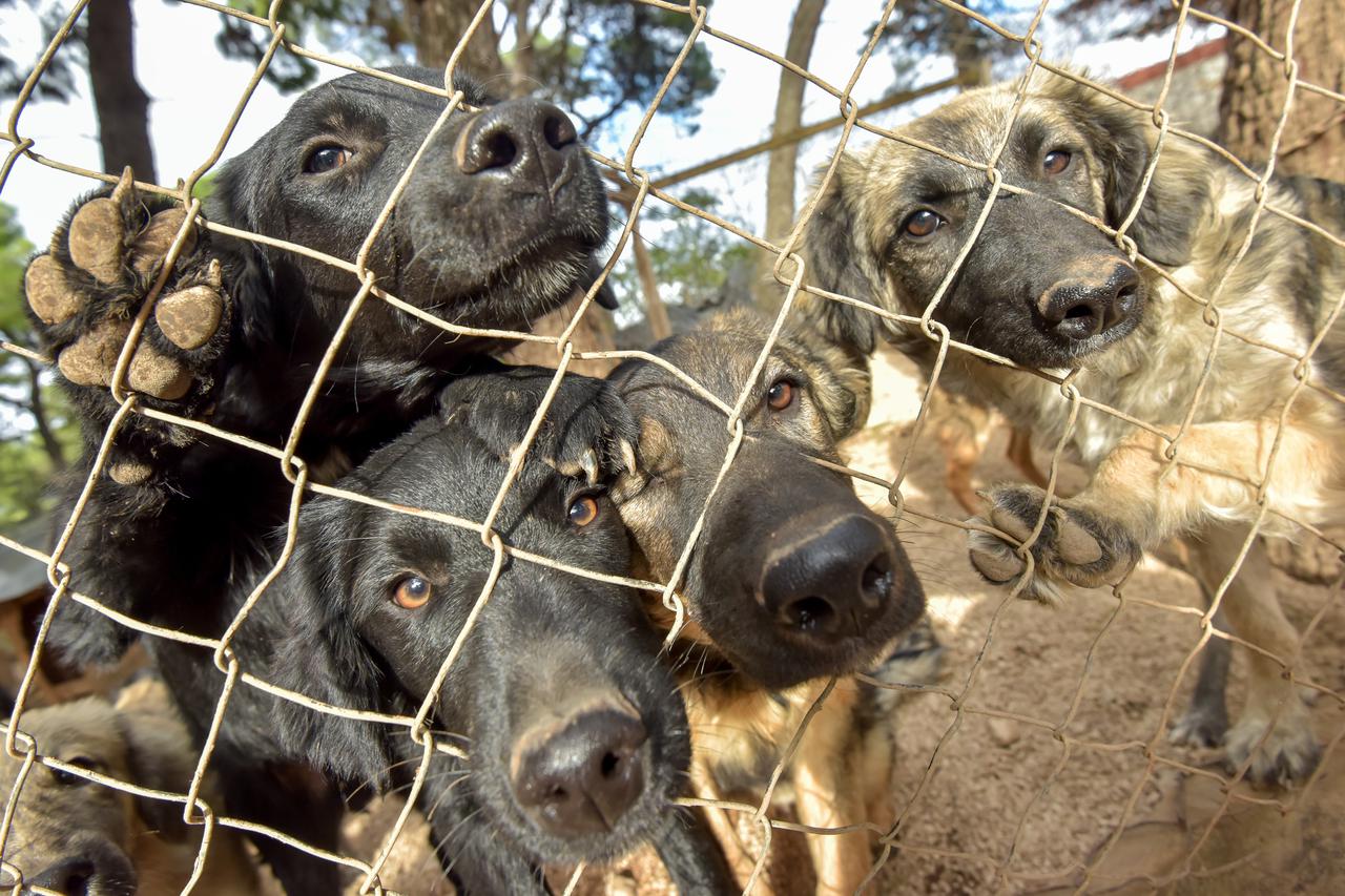 Zadarski azil za pse u problemu