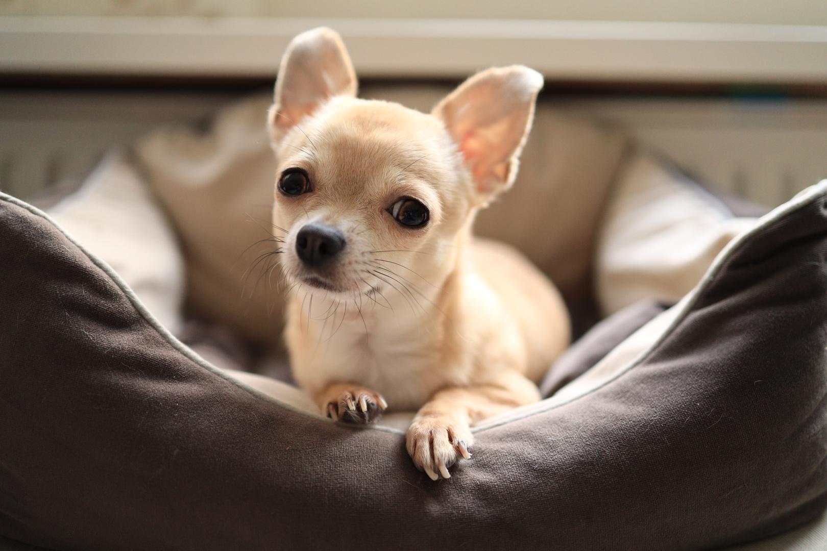 1. Čivava: Chihuahua je mala, ali moćna, s očekivanim životnim vijekom od 14 do 16 godina. 'Unatoč tome što su tako mali, obično su vrlo zdravi i nisu osobito skloni razvoju raka', objašnjava Ray Spragley, osnivač i veterinar u Zen Dog Veterinary Care. Iako mogu dobiti kronične bolesti kao što su bolesti zuba, bolesti srca i medijalna luksacija patele, sva tri problema mogu se riješiti liječenjem i ranim otkrivanjem. Veterinarka Jennifer Sperry, dodaje da je vjerojatnije da će čivave voditi manje rizičan način života: 'Često su gotovo isključivo u kući, gdje su izložene manjem riziku od nezgoda i trauma u usporedbi s psima koji su vani'.