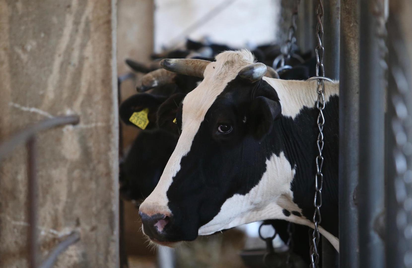 Među kravama u štali obitelji Zoraja pretežno su one pasmine holstein, ali ima i nekoliko “zalutalih” simentalki