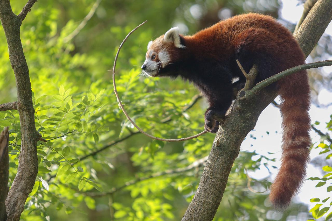 Crvene pande u Zoološkom vrtu