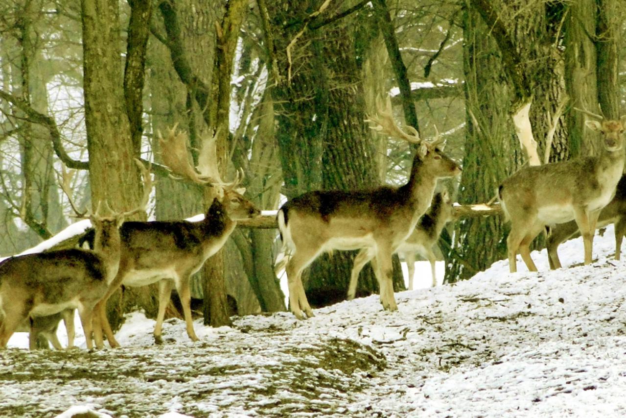 lovci1_mas_pod_161210