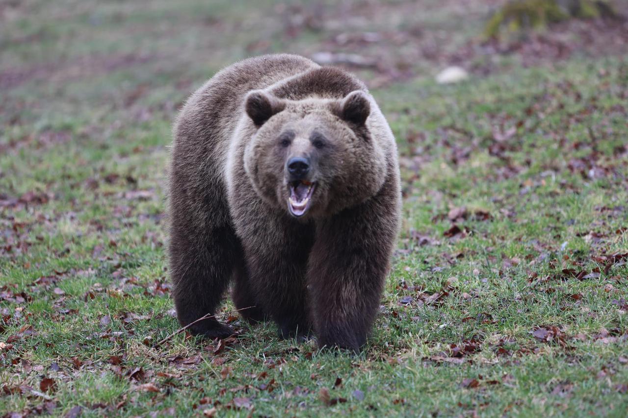 Njema?ka: Sme?a medvjedica Idun nova je stanovnica u zoološkom vrtu u Thaleu