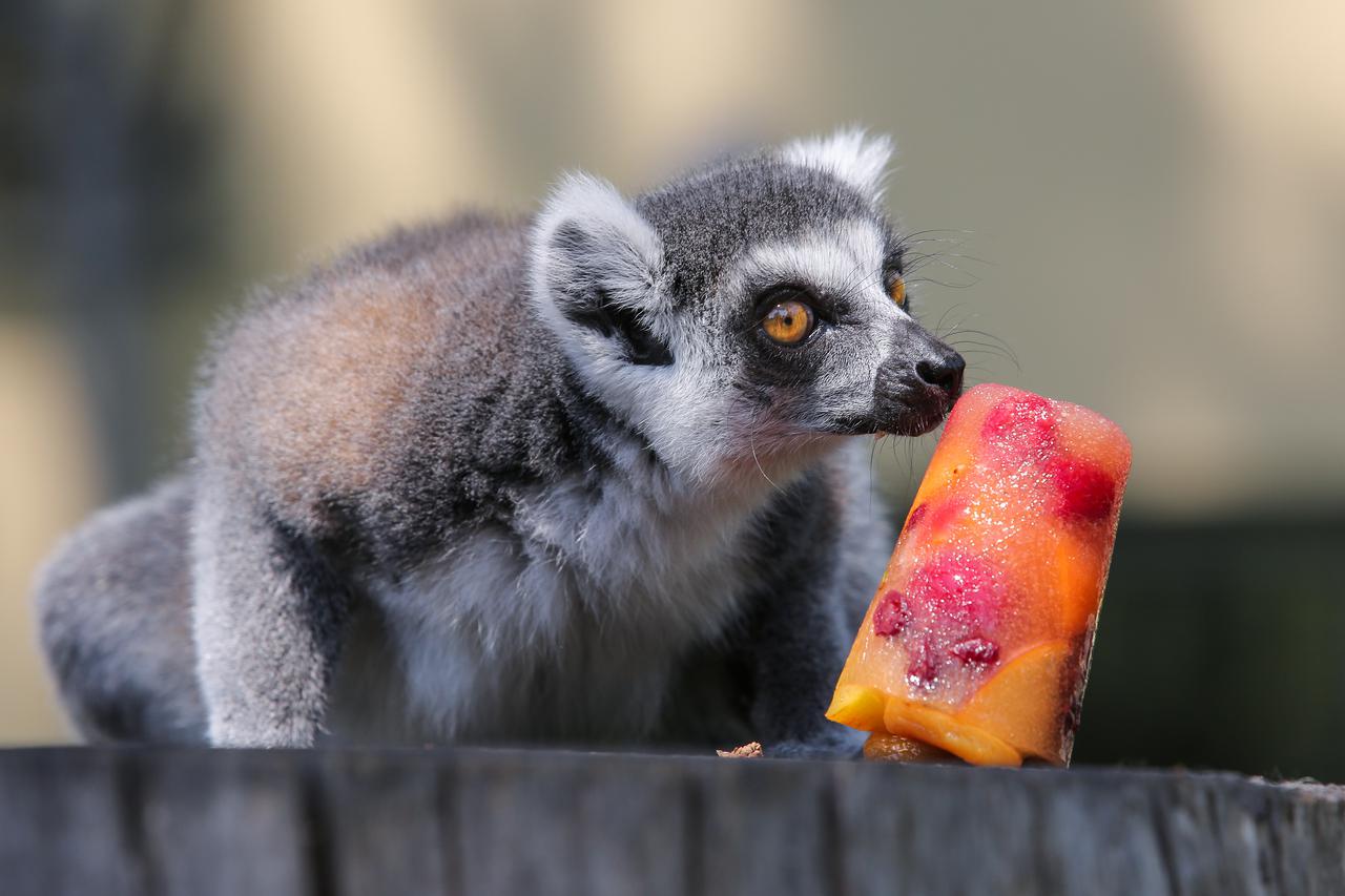 Životinje u ZOO-u rashlađuju se ledenim poslasticama i tuširanjem