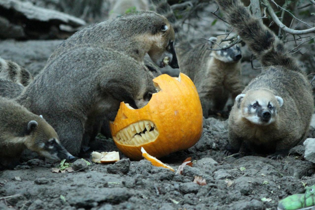 'zoorakun_gra_251013'