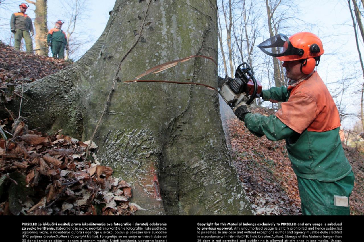 '15.03.2012., Koprivnica - Radnici koprivnicke ispostave Hrvatskih suma ruse stabla u sumi pored prigradskog naselja Jagnjedovec, izvlace iz sume, procjenjuju vrijednost drveta, tovare ga na kamione i