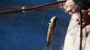 Dangerous rabbitfish spreading rapidly in Mediterranean, Greek fishermen launch major hunt