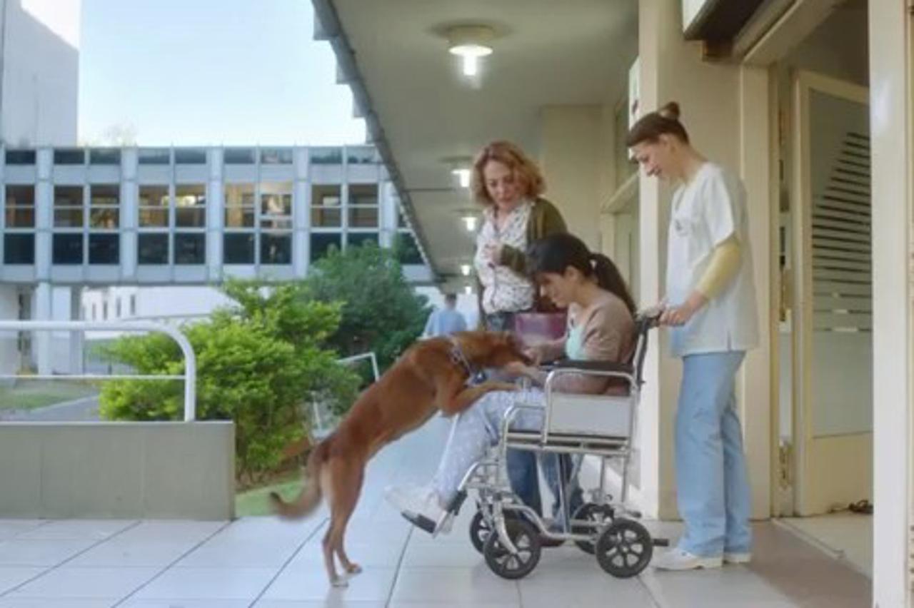 argentinska reklama,transplantacija,pas