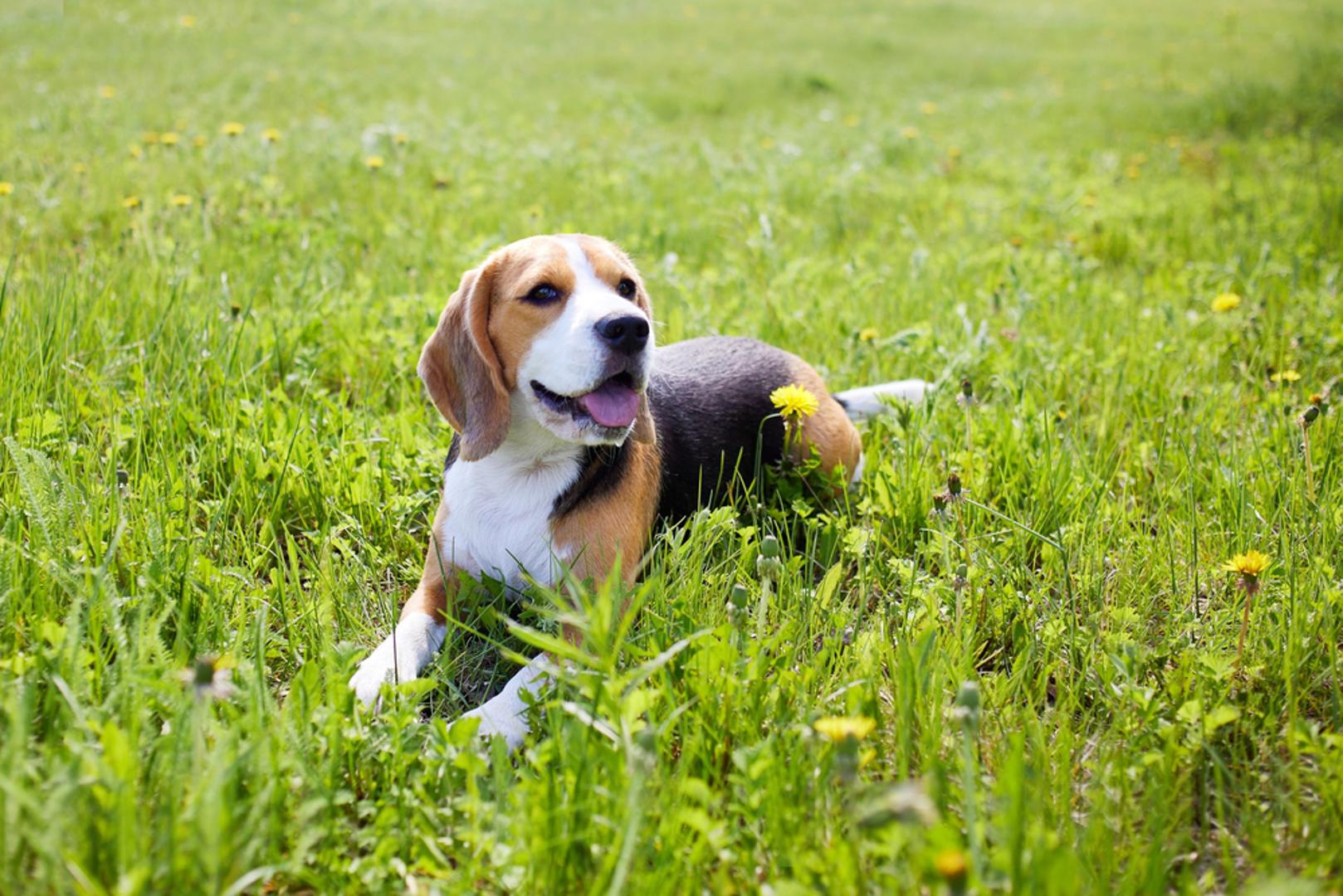 Beagle: Izvorno je pasmina uzgojena za lov pa je riječ o vrlo aktivnom, izdržljivom i znatiželjnom psu. Poznati su po prijateljskom karakteru, društvenosti i velikoj količini energije zbog čega im je potrebno puno kretanja i igre. Dr. Cahn navodi kako upravo njihova fizička aktivnost doprinosi snažnom zdravlju i dobroj kondiciji tijekom života. Kod ove pasmine mogu se pojaviti problemi s ušima, debljinom ili kralježnicom, no općenito se smatraju zdravom pasminom.