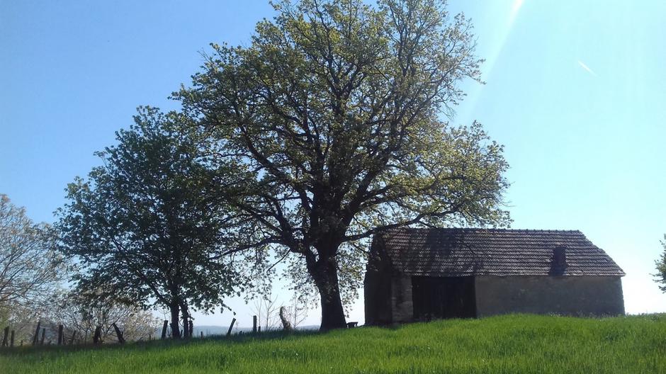 Hrast kitnjak
