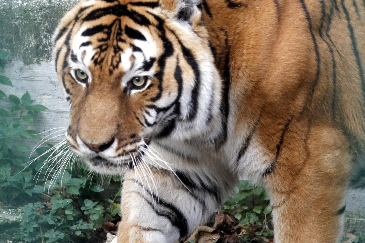 tigar