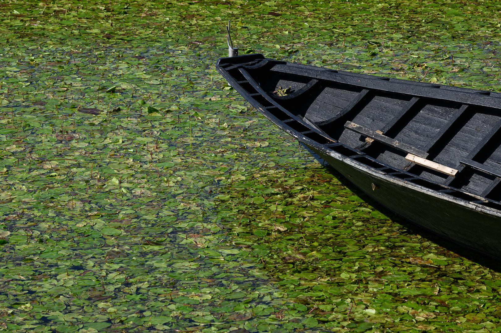 Jedan od razloga je i taj što je voda gotovo skrivena pod debelim slojem lopoča. 