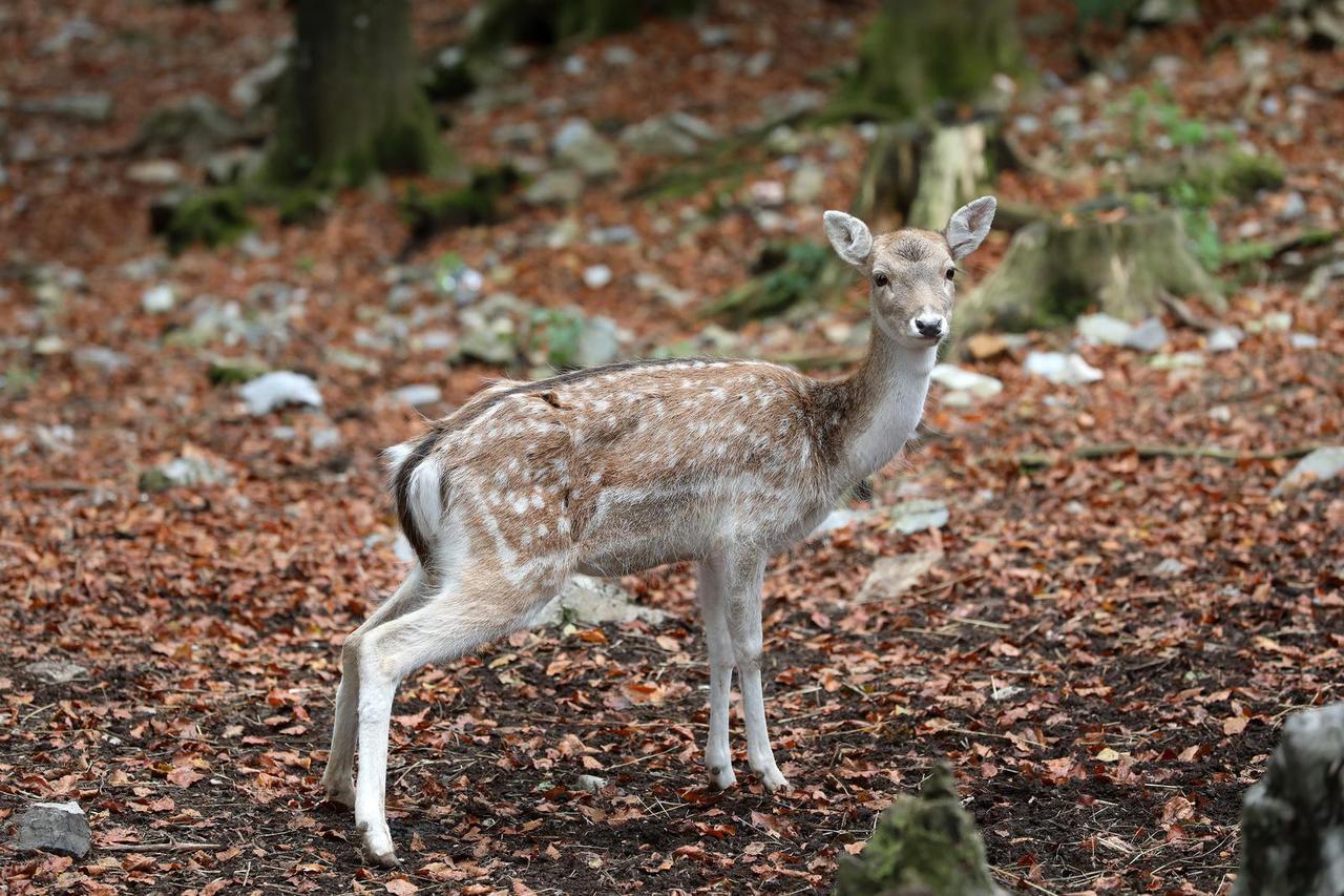Delnice: Jeleni lopatari u park šumi Japlenski vrh