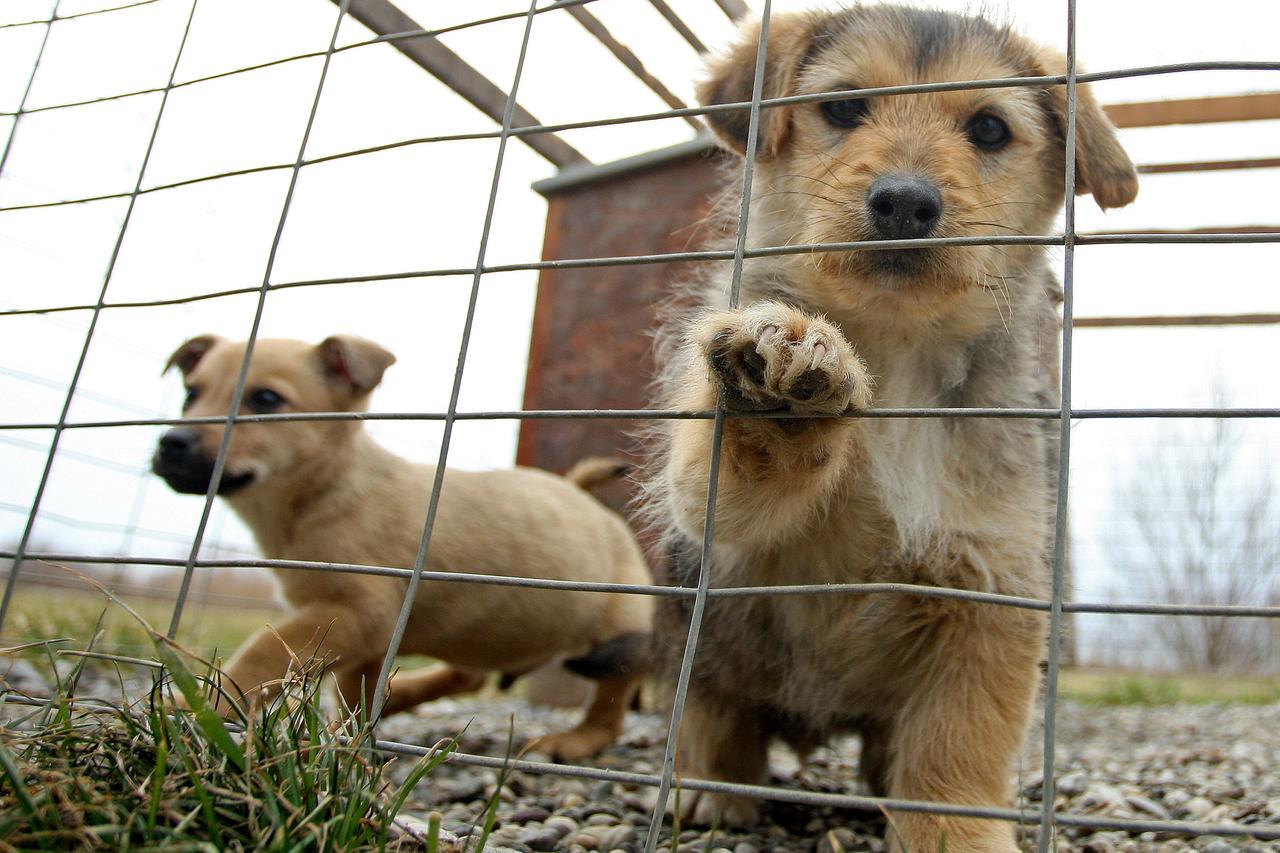 26.02.2012., Zagreb, Dumovec - Noa Vrazic u obilasku Sklonista za nezbrinute zivotinje Grada Zagreba Dumovec. Photo: Igor Kralj/PIXSELL