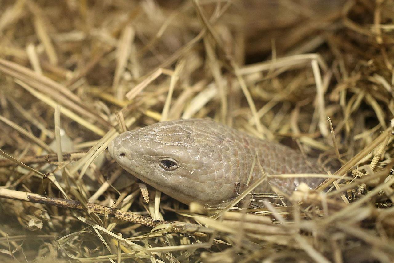 Zagreb: Životinje u Zoološkom vrtu teško podnose vru?ine