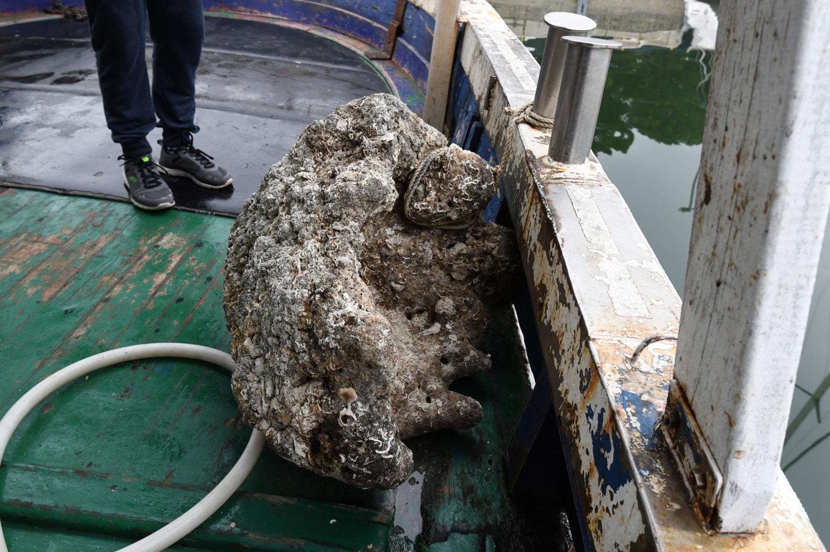 On vjeruje da je riječ o okamenjenoj glavi nepoznate životinje.