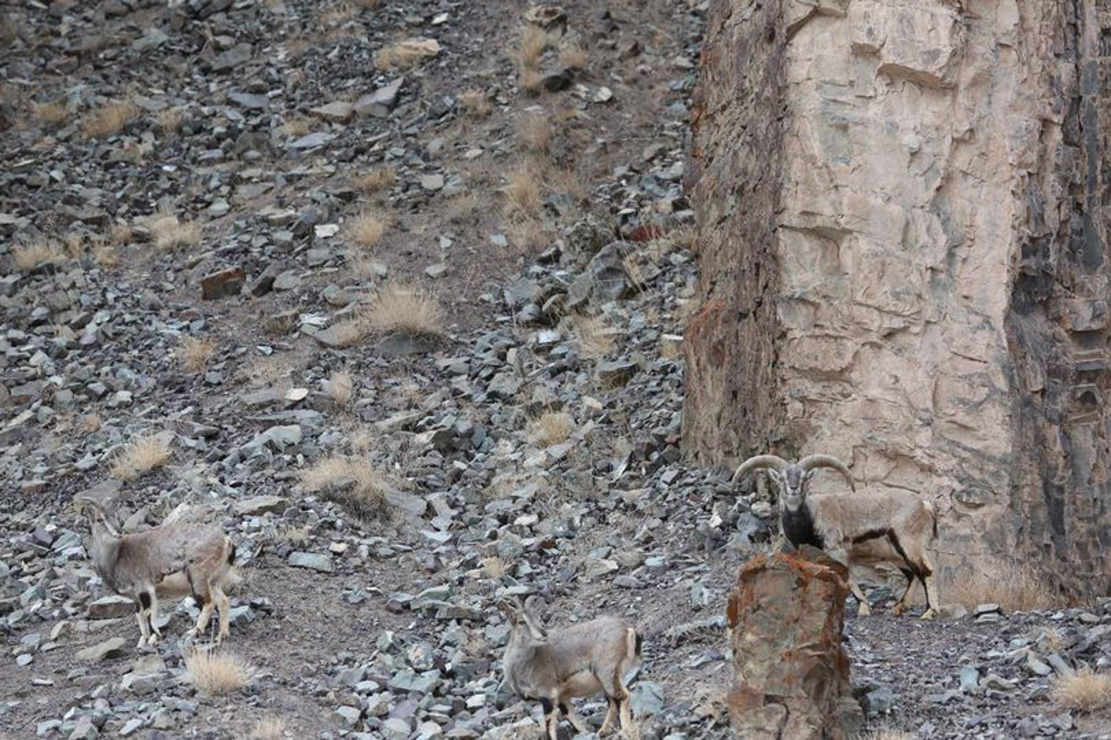 Negdje na ovoj fotografiji skriva se snježni leopard... Možete li ga uočiti?