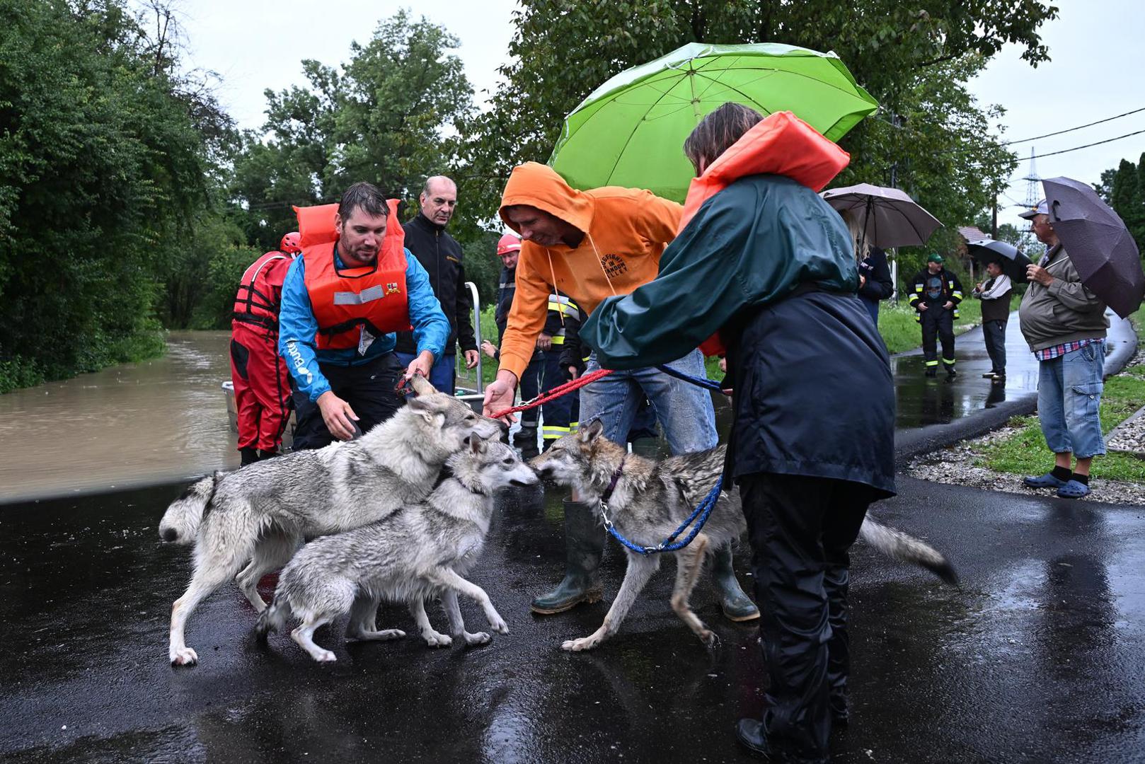 05.08.2023., Drenje Brdovecko - Civilna zastita i HGSS spasavaju zivotinje iz poplavljenjih domova Photo: Davor Puklavec/PIXSELL