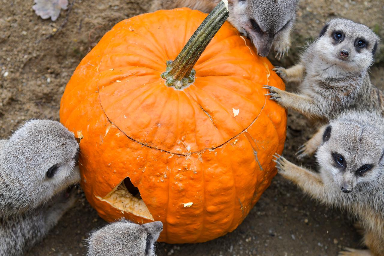 Životinje u zagrebačkom ZOO-u dobile bundeve