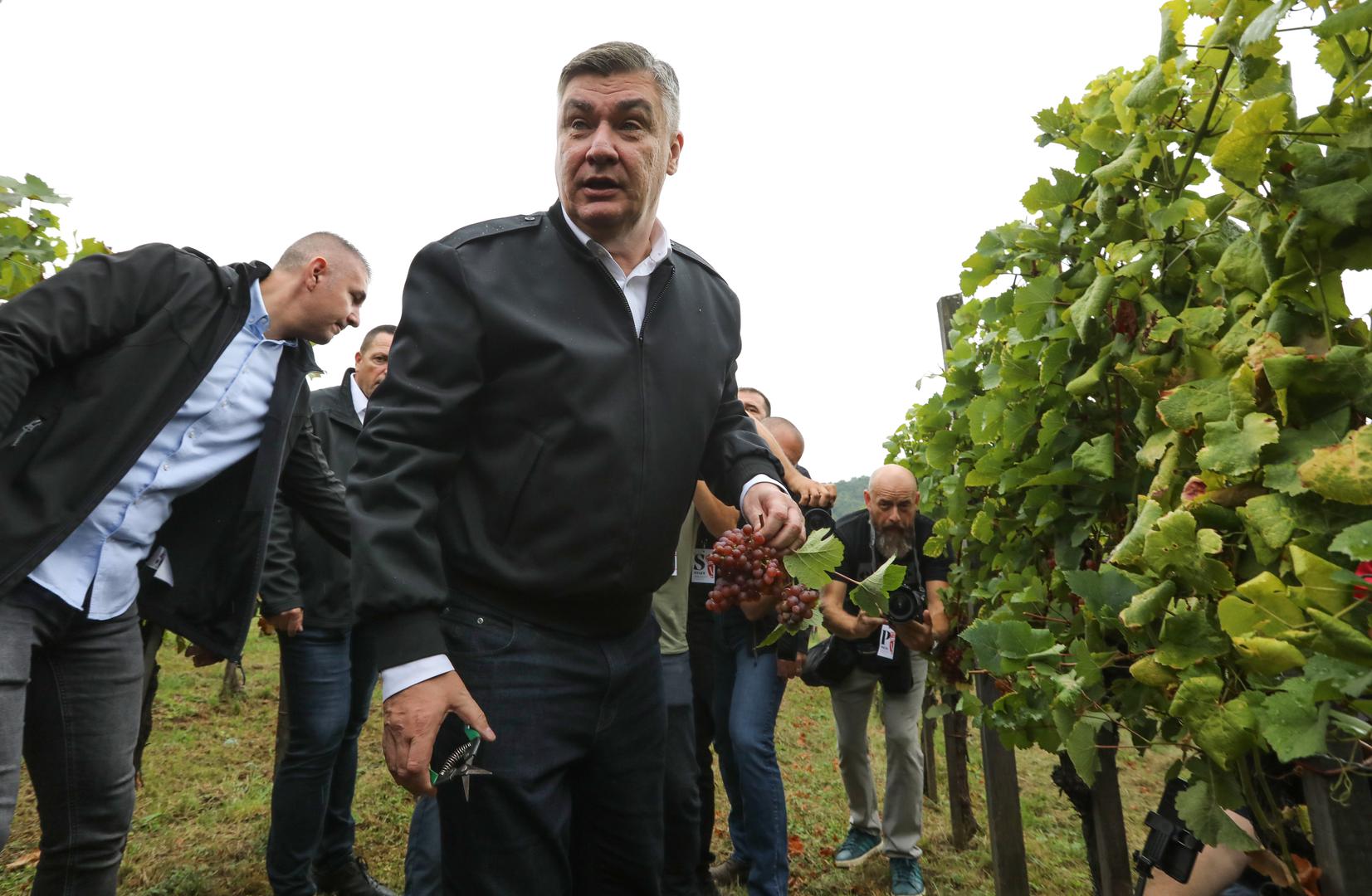 „Deseta ‘Diplomatska berba’ je još jedna prilika da se da podrška našim vinarima iz okolice Zagreba koji rade odličan posao. Sva ova vina su manje-više plasirana mimo maloprodaje i ne mogu se kupiti u trgovinama, količine su male. Ljudi ovdje sve što naprave prodaju“, izjavio je predsjednik Milanović nakon berbe grožđa s diplomatima.