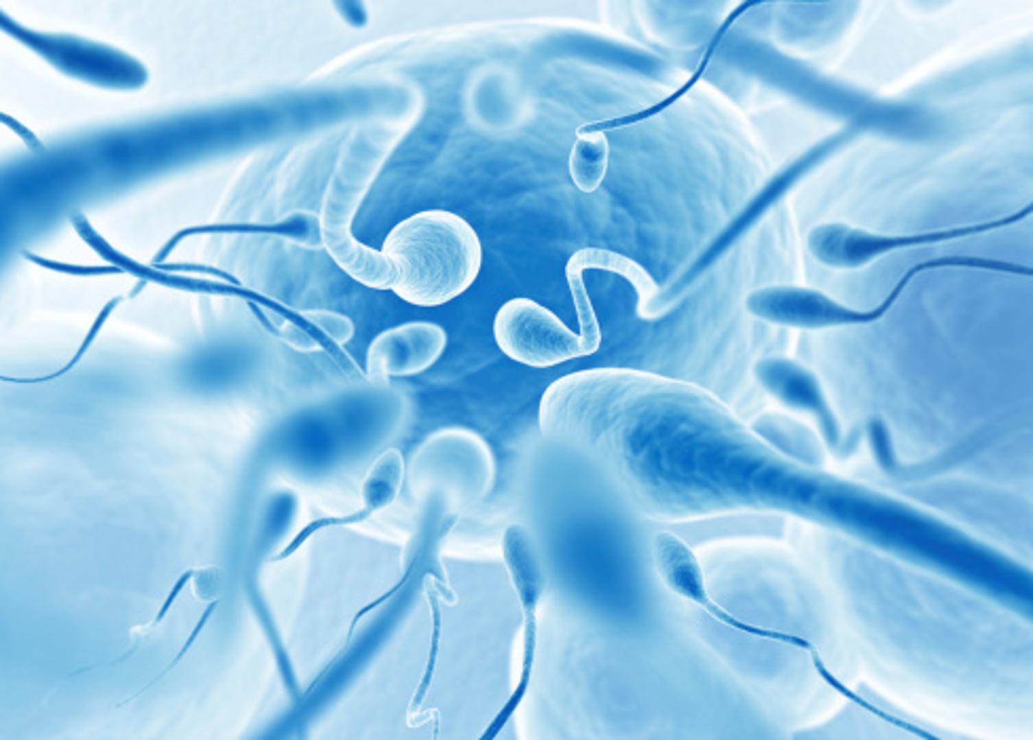 2. Prosječni zdravi muškarac proizvede oko 300 milijuna spermija u samo jednom sjemenu (ejakulatu). Međutim, dovoljan je samo jedan dobar "plivač" da se oplodi žensko jaje.