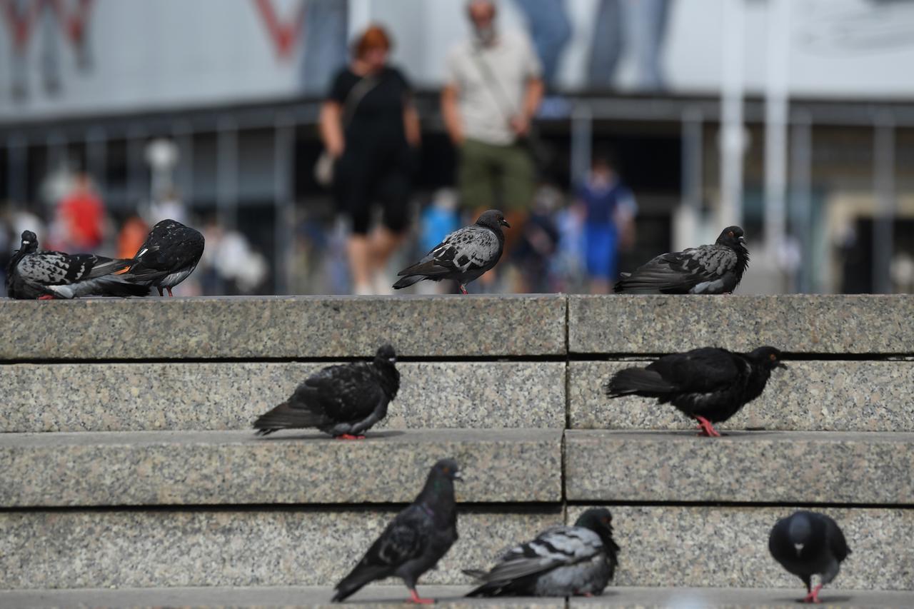Zagreb: Golubovi potražili osvježenje u Manduševcu