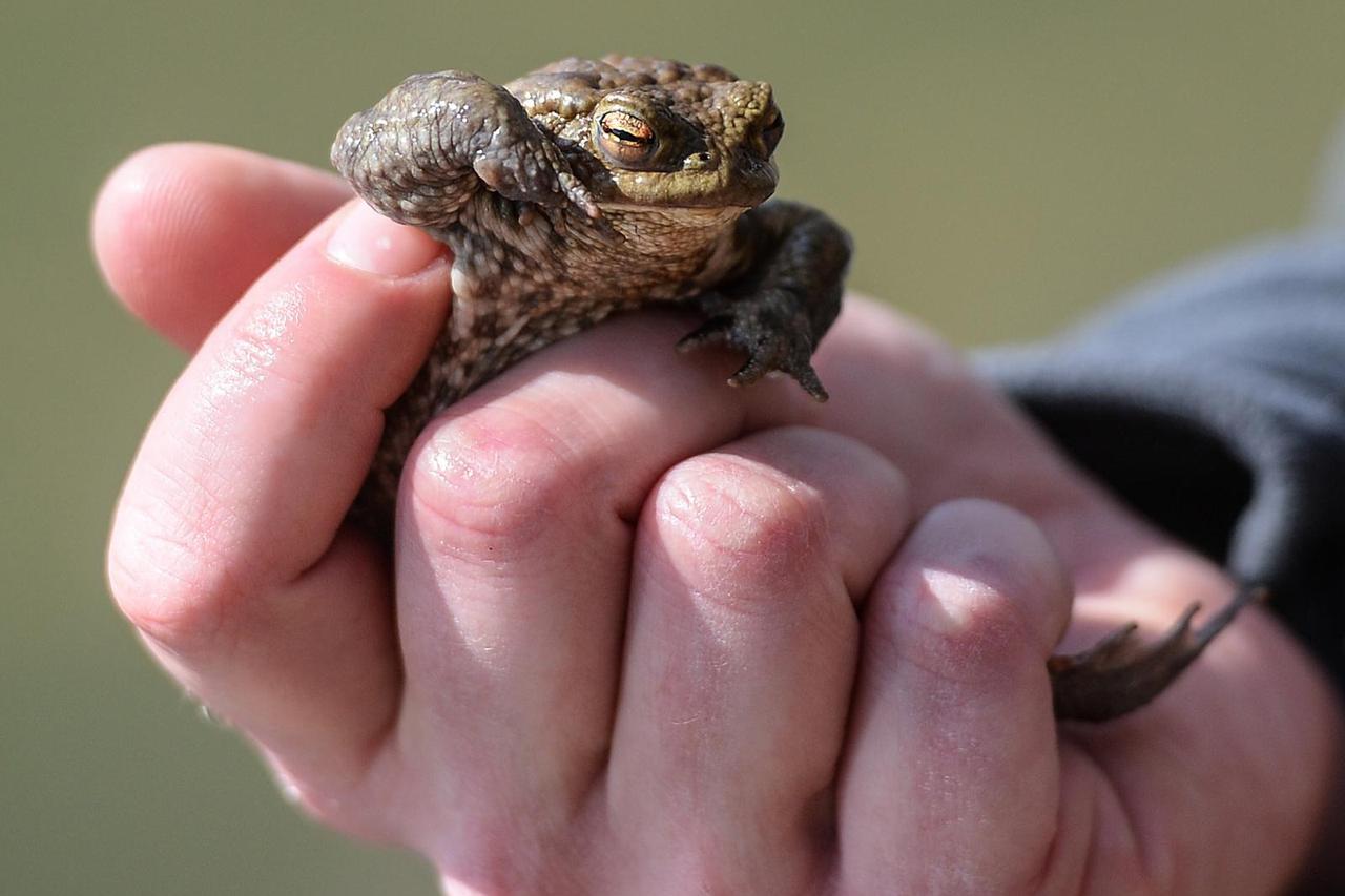 Počela sezona parenja smeđih žaba krastača u parku Maksimir
