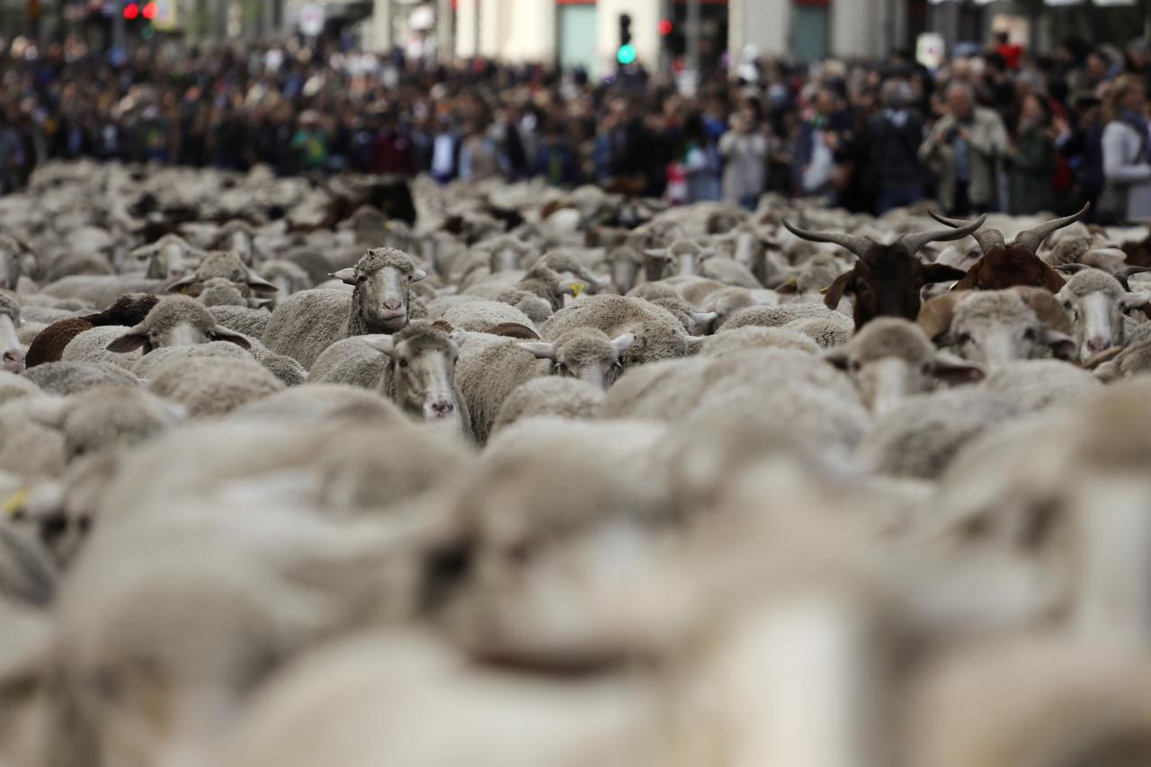 Ovce prošle Madridom
