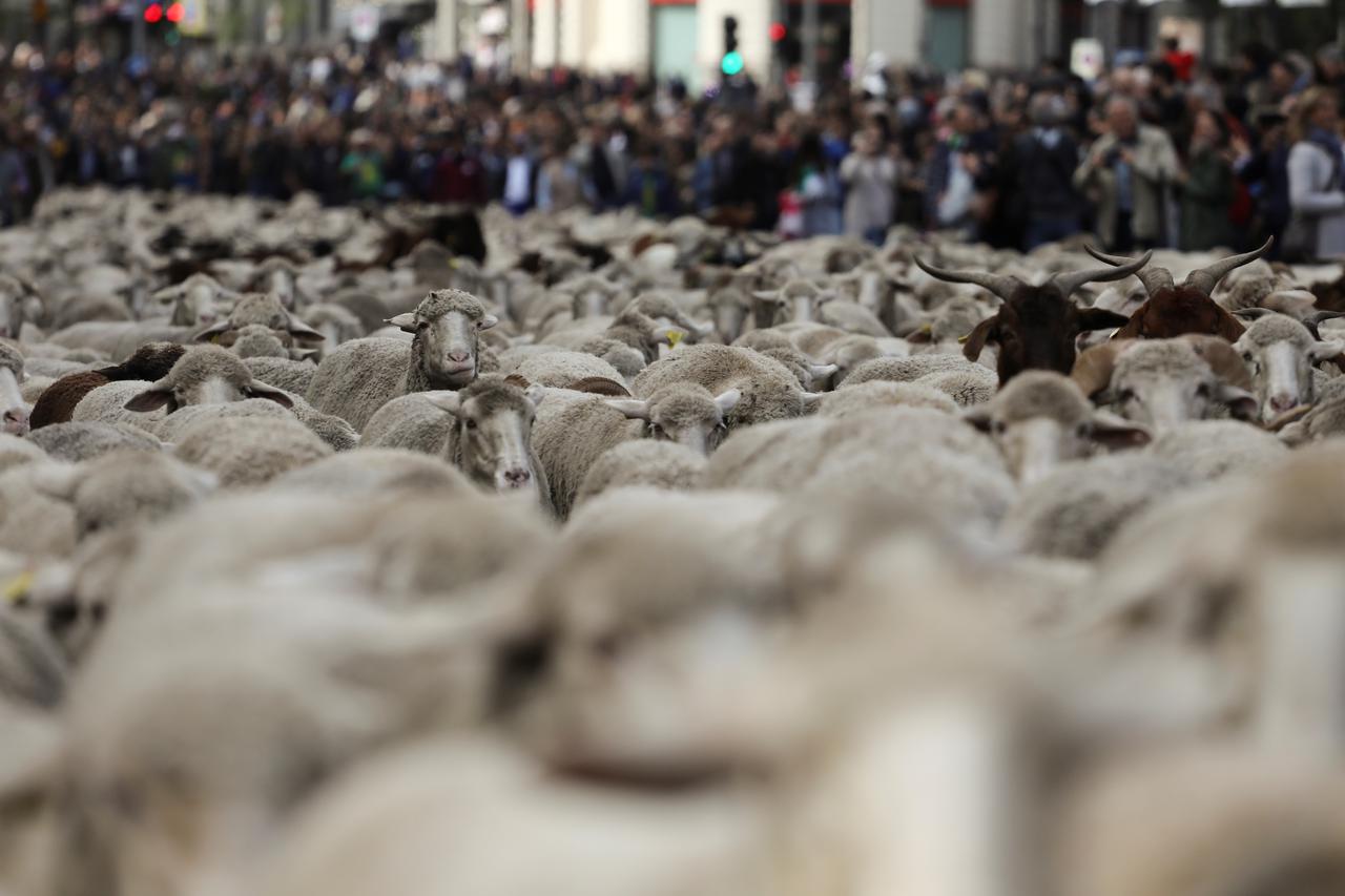Ovce prošle Madridom